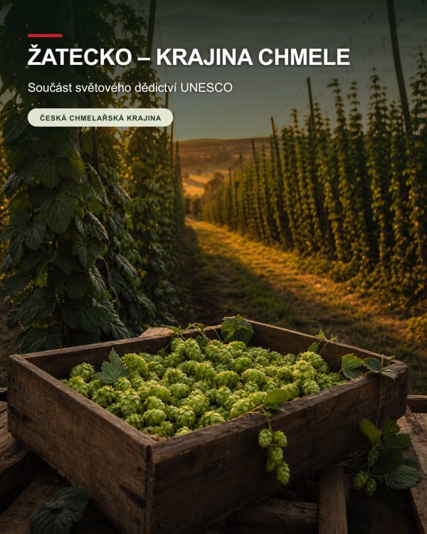 Dřevěná přepravka plná čerstvých chmelových hlávek stojí mezi dlouhými řadami chmelnice v teplém podvečerním světle.